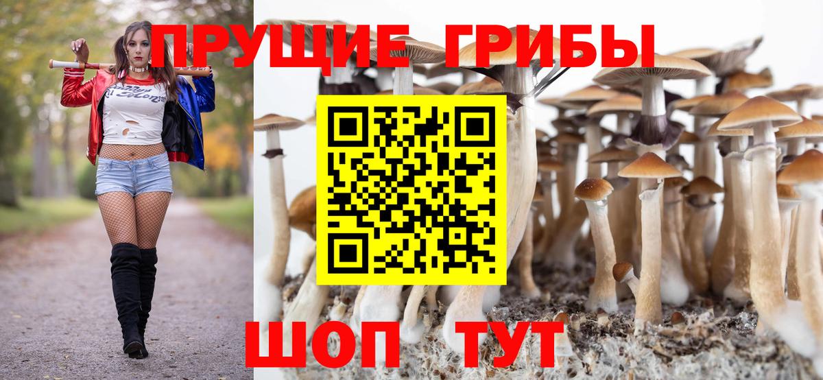Выборг  Псилоцибиновые грибы Cubensis  Вход с VPN  Псилоцибиновые грибы Psilocybe 
